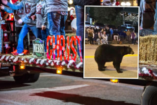 Niedźwiedź wskoczył w środek świątecznej parady! Wideo pokazało wszystko