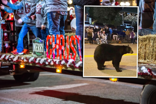 Niedźwiedź wskoczył w środek świątecznej parady! Wideo pokazało wszystko