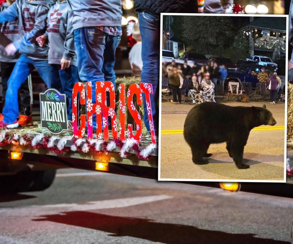 Niedźwiedź wskoczył w środek świątecznej parady! Wideo pokazało wszystko