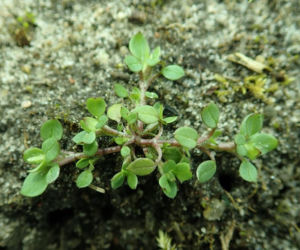 Dla wielu jest uciążliwym chwastem. Zamiast wyrywać, włącz do swojej diety!