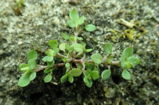 Dla wielu jest uciążliwym chwastem. Zamiast wyrywać, włącz do swojej diety!