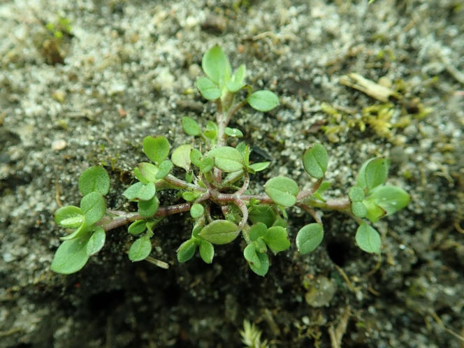 Dla wielu jest uciążliwym chwastem. Zamiast wyrywać, włącz do swojej diety!
