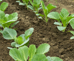 Jak i kiedy siać kapustę na rozsadę? Praktyczne porady