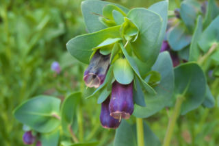 Ośmiał wielki - Cerinthe major
