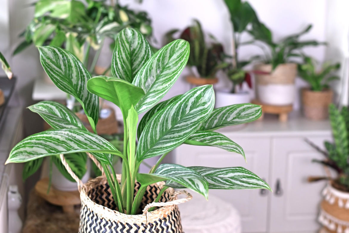 2. Aglaonema
