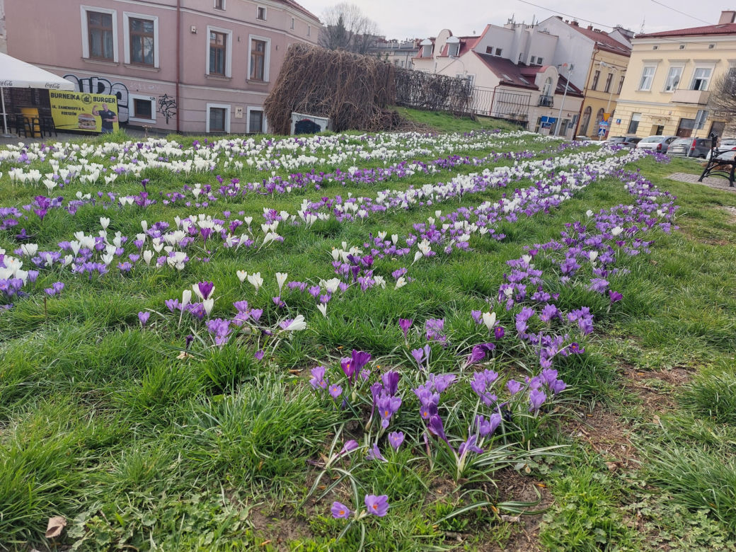 Dywan z krokusów w Rzeszowie