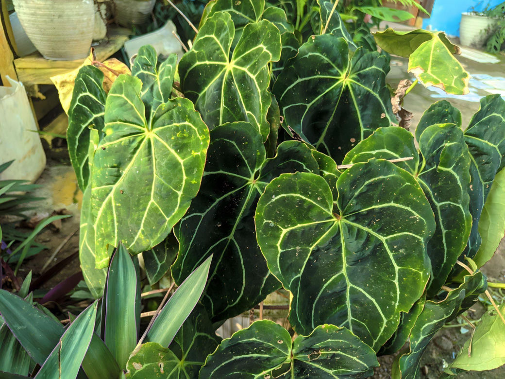 Anthurium clarinervium