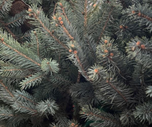 Choinka po świętach nie musi trafić na śmietnik. Lublin daje drzewkom drugie życie