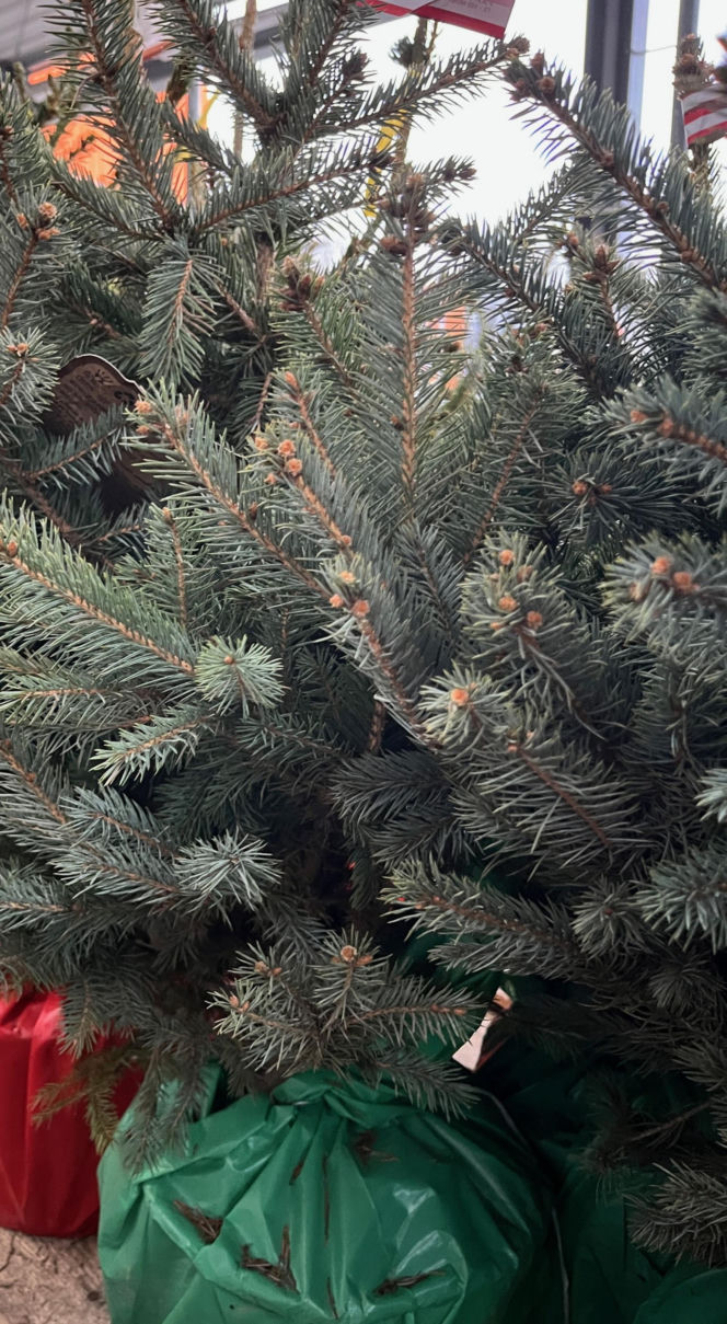 Choinka po świętach nie musi trafić na śmietnik. Lublin daje drzewkom drugie życie