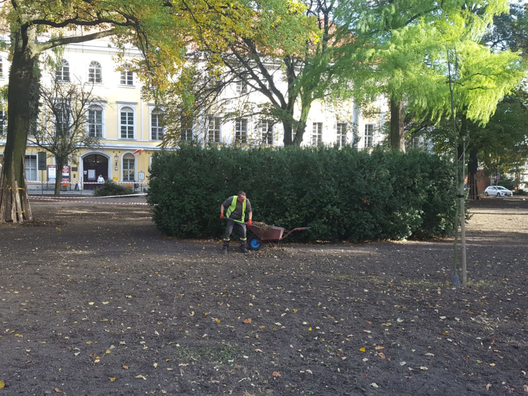 W Parku Kościuszki w Lesznie kwitnąć będą krokusy