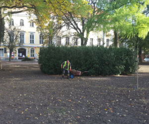 W Parku Kościuszki w Lesznie kwitnąć będą krokusy