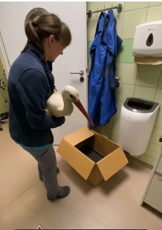 Bocian Antek został wypchnięty z gniazda na druty wysokiego napięcia