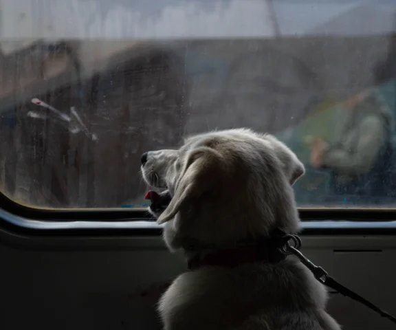 Awantura o psy w pociągu PKP Intercity
