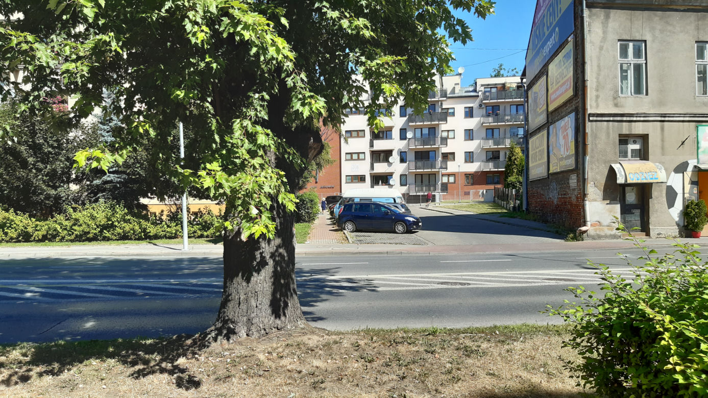 Wycinka drzewa oprotestowana