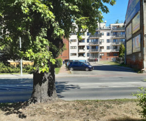 Wycinka drzewa oprotestowana