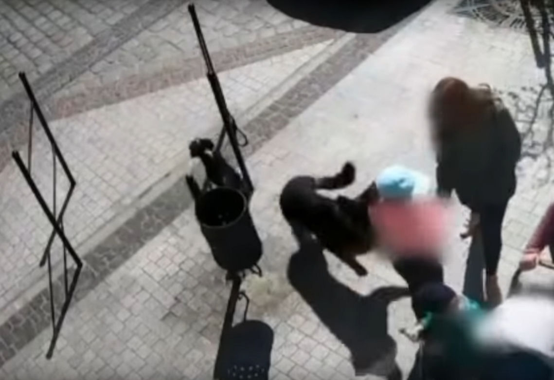 Przerażające sceny w Lęborku! Wielki pies zerwał się ze smyczy i zaatakował trzy osoby. 8-latka pogryziona [ZDJĘCIA].