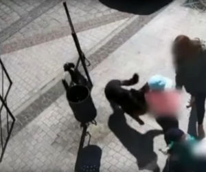 Przerażające sceny w Lęborku! Wielki pies zerwał się ze smyczy i zaatakował trzy osoby. 8-latka pogryziona [ZDJĘCIA].