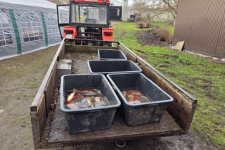 Benedyktynki ze Staniątek sprzedają karpia z własnej hodowli. To wielowiekowa małopolska tradycja [ZDJĘCIA]