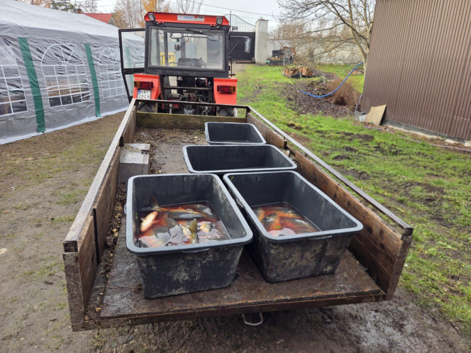 Siostry Benedyktynki ze Staniątek rozpoczęły sprzedaż karpia