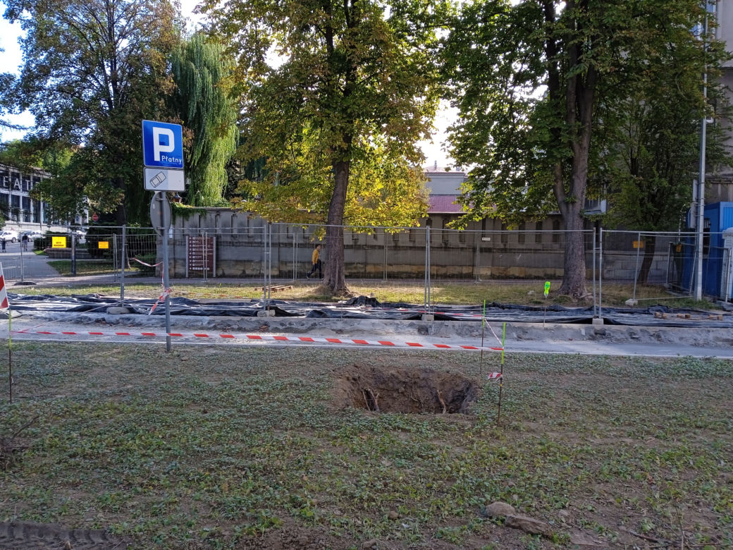 Nasadzenia drzew przy ulicy Piłsudskiego