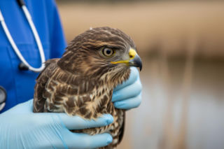 Ranny myszołów odnaleziony. Co uratowało drapieżnego ptaka?
