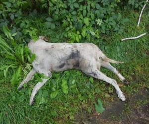 HORROR w Rogowie! Brutalny mord na psie. Miał skręcony kark