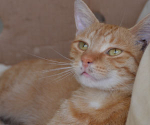 Garfield