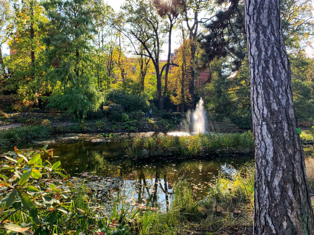 Jesień w ogrodzie botanicznym we Wrocławiu