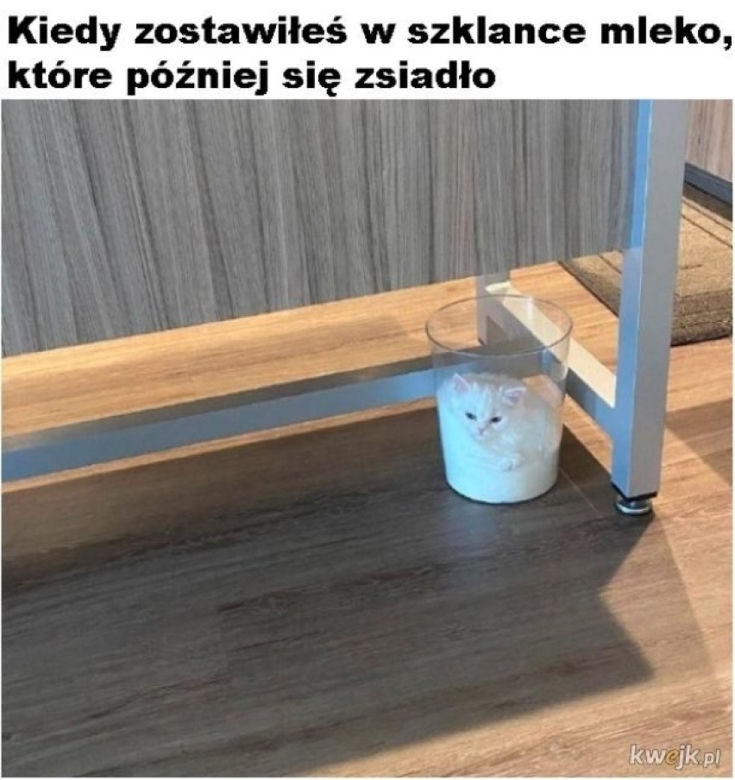 Światowy Dzień Kota 2022. Zobacz najśmieszniejsze obrazki i MEMY z kotami! 