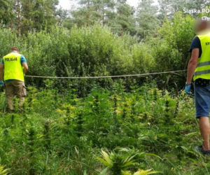 Wartość narkotyków szacuje się na ponad 500 tys. zł.