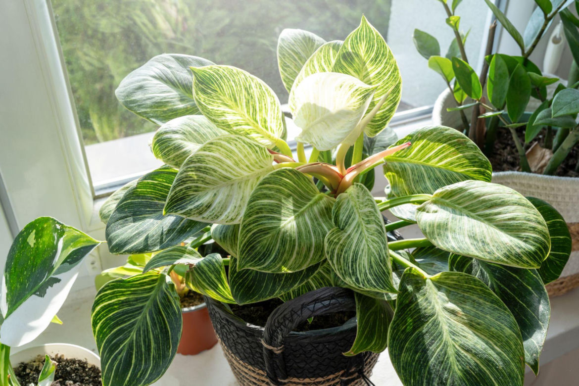 Filodendron 'Birkin'