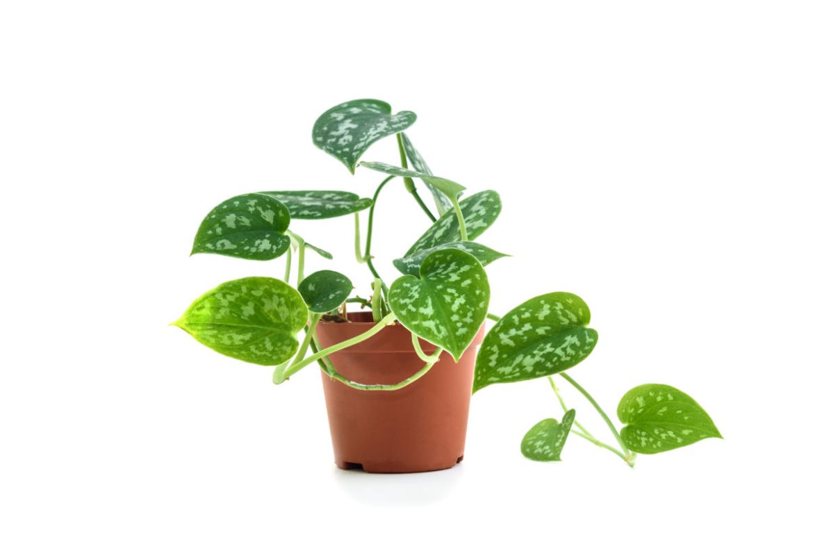 Scindapsus pstry