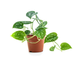 Scindapsus pstry