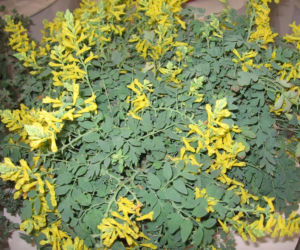 Kokorycz 'Canary Feathers'