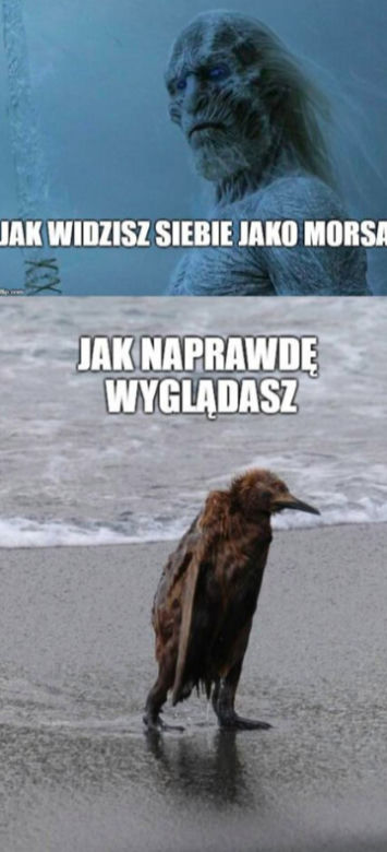 Morsowanie: MEMY 2021. Zobacz najlepsze obrazki i memy o morsowaniu! [ZDJĘCIA]