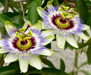 Passiflora