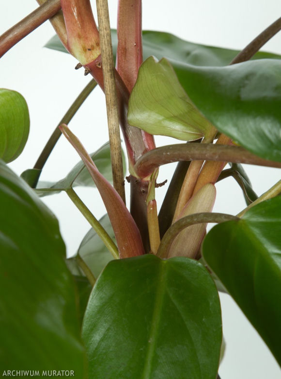 Filodendron