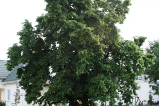 Lipa szerokolistna = Lipa wielkolistna - Tilia platyphyllos = Tilia grandifolia