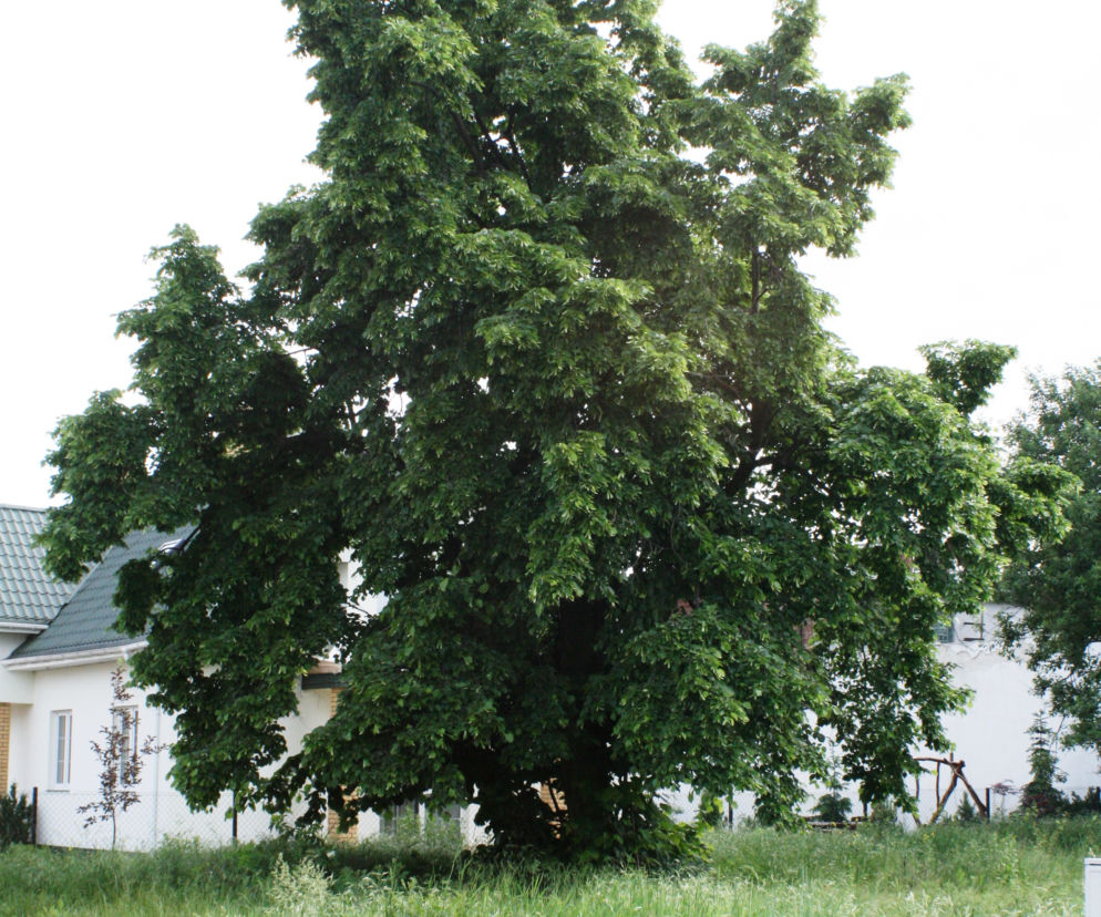Lipa szerokolistna