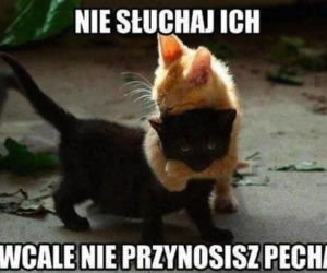 Światowy Dzień Kota 2022. Zobacz najśmieszniejsze obrazki i MEMY z kotami! 