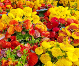 Pantofelnik (Calceolaria)