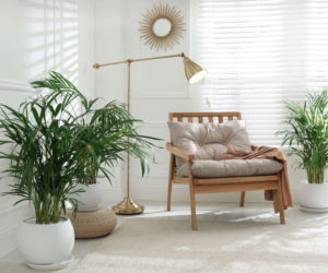 Najpopularniejsze palmy do domu - wybierz najlepszą dla siebie!