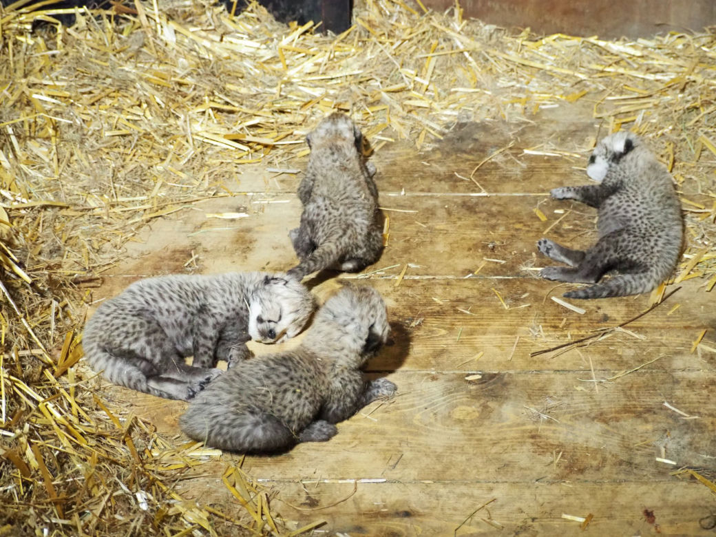 Nowe drapieżniki w warszawskim zoo