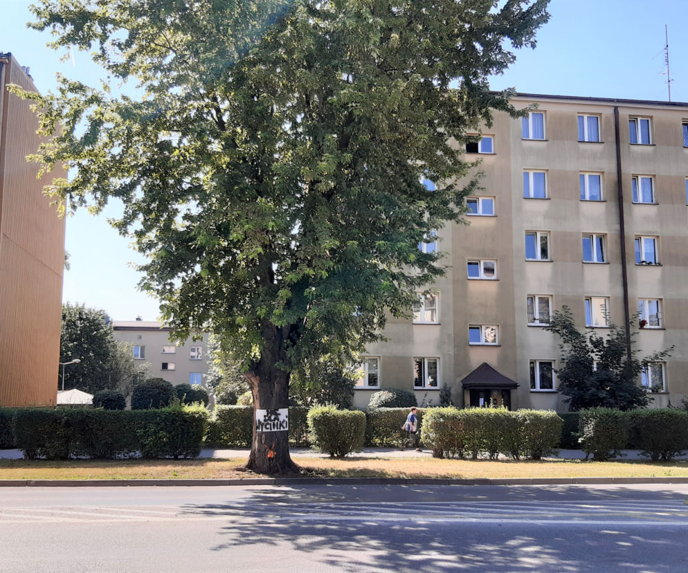 Wycinka drzewa oprotestowana