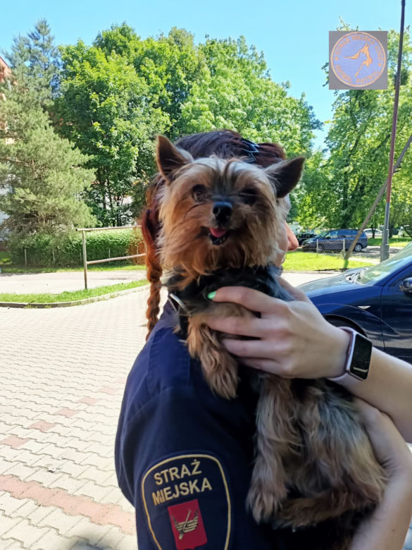 Interwencje Animal Patrolu Straży Miejskiej w Łodzi