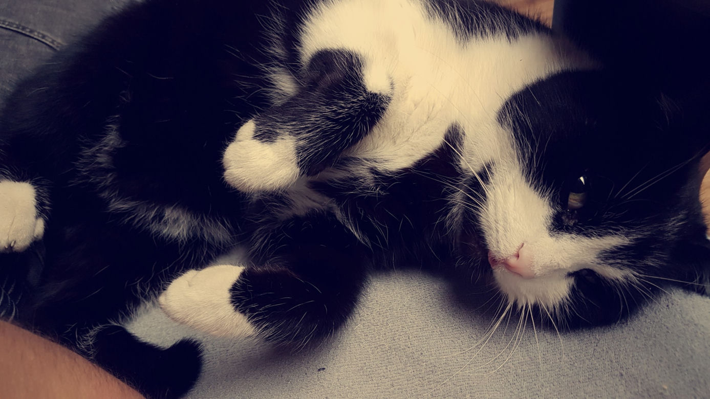 Kot Agnieszki