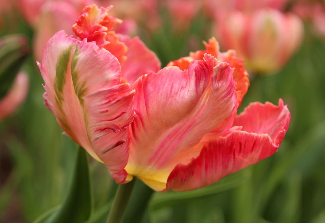 Tulipany papuzie