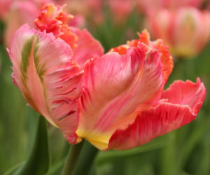 Tulipany papuzie
