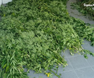 Śląskie. Jedno drzewko na każdy dzień roku! POTĘŻNA plantacja w Kłomnicy [ZDJĘCIA]
