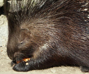 Narodziny jeżozwierzy we wrocławskim zoo